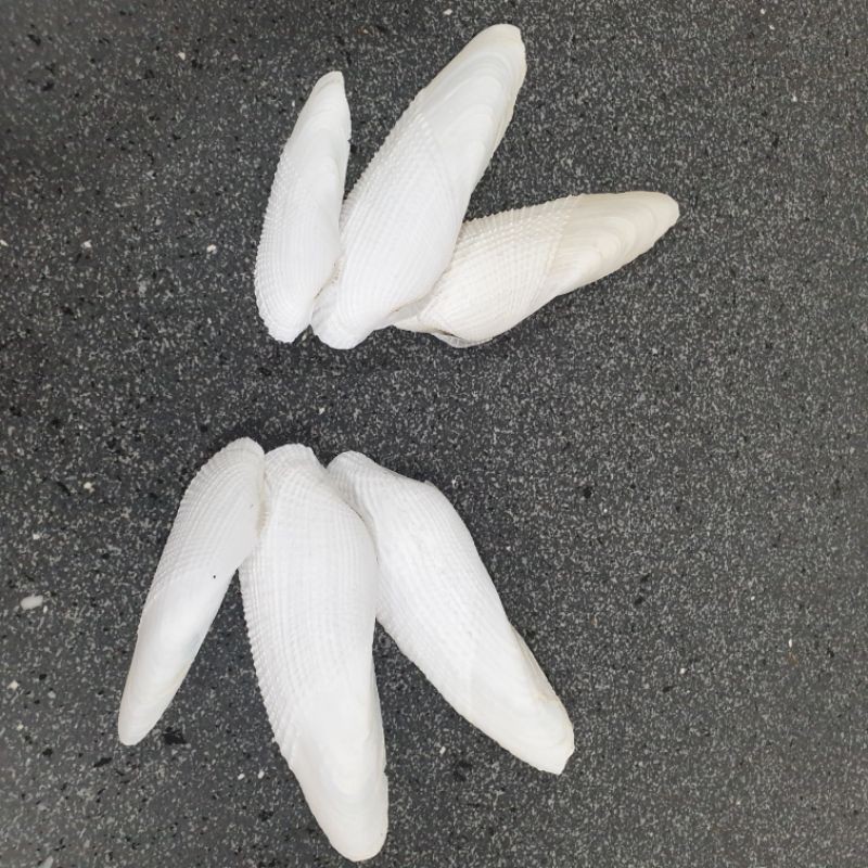 Jual cangkang kerang salju , angel wing shell bentuk sayap malaikat