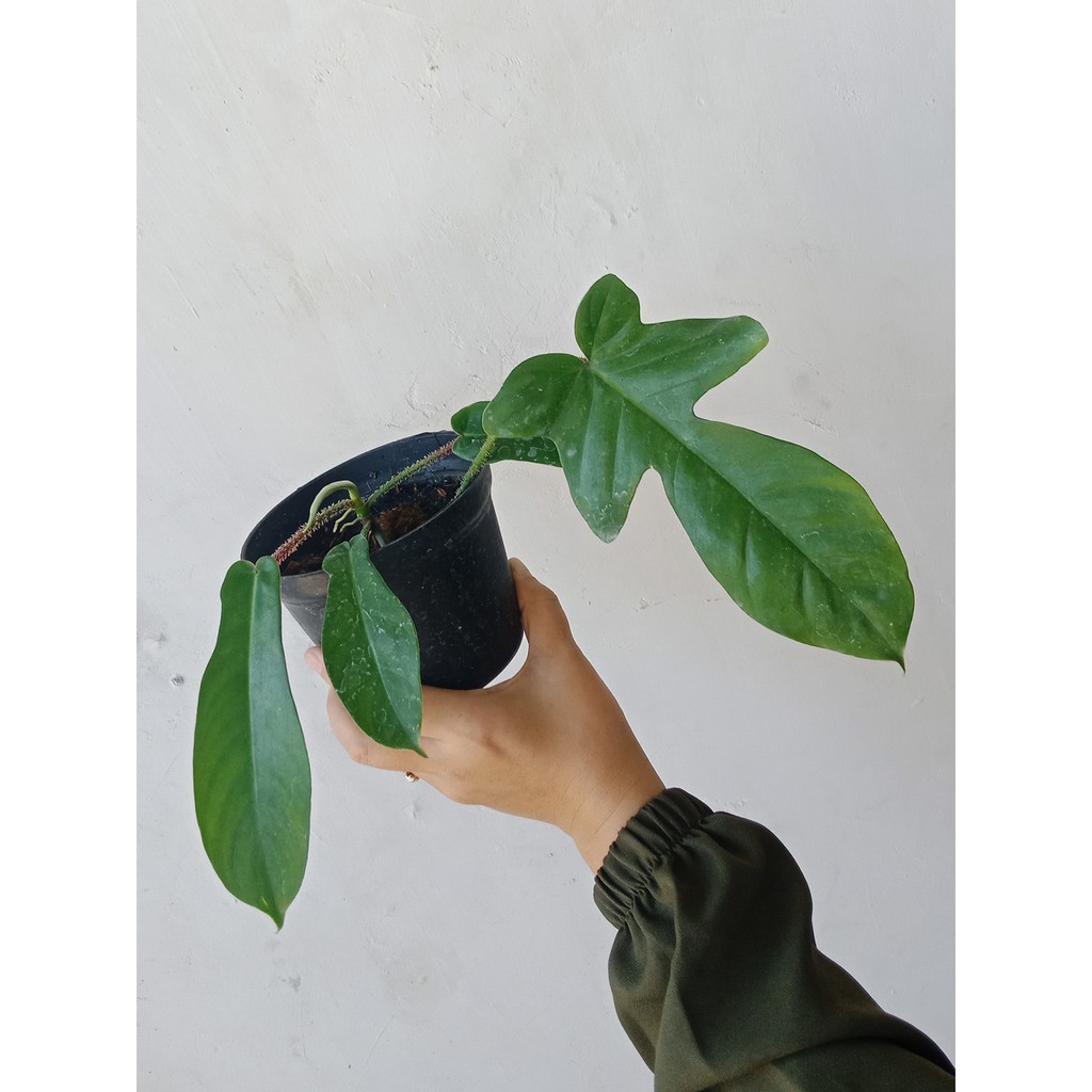Jual PHILODENDRON SQUAMIFERUM Tanaman hias merpati florida ghost