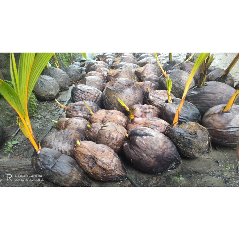Jual Bonsai Kelapa (Tunas) Shopee Indonesia