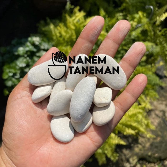 Jual Nanem Taneman Batu Koral Putih Besar 1 kantong 300gram(04)