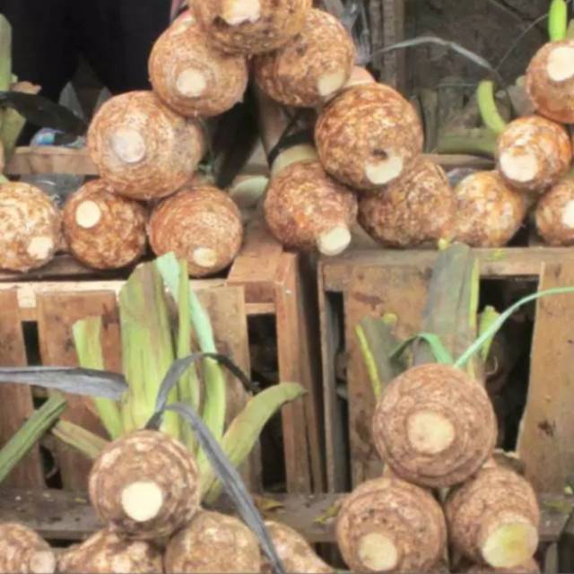 Jual Buah ubi talas bogor asli Cisarua kecil dan sedang dan besar 1