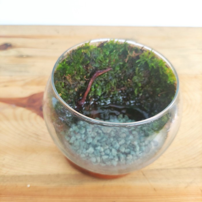 Jual Mini Mosswall Terrarium Jakarta Kado tanaman Shopee Indonesia