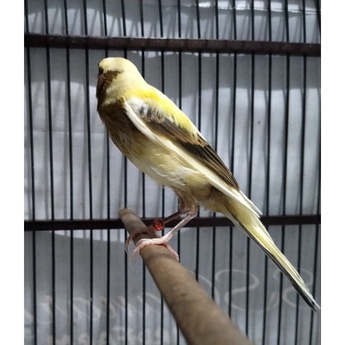 Jual kenari F1 Rasmi Shopee Indonesia