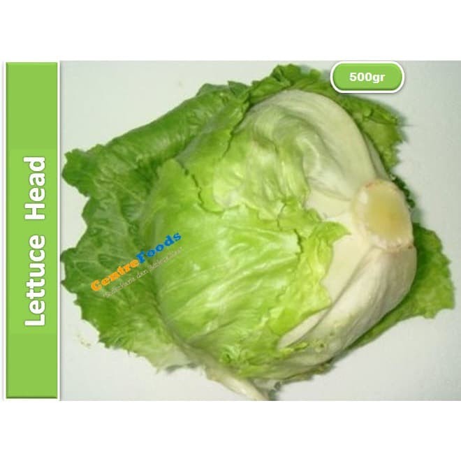 Jual Lettuce Head Iceberg Salada Kepala 500gr [ Harga Per 0,5 Kg