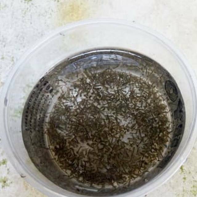 Jual Encu/jentik nyamuk ukuran tangkaran 1 gelas harga super murah buat