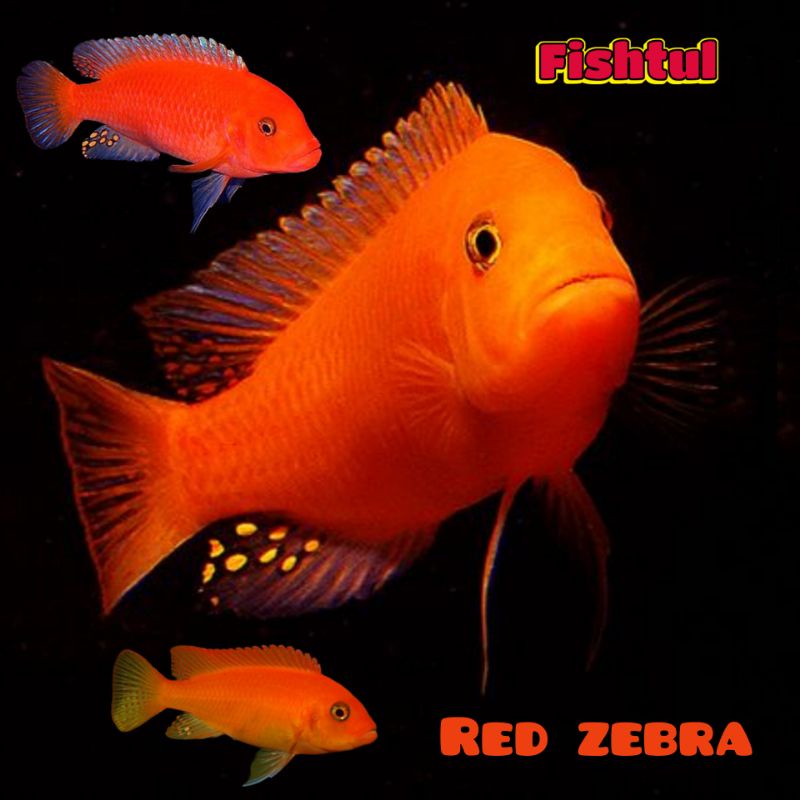 Jual Cichlid Red Zebra Shopee Indonesia