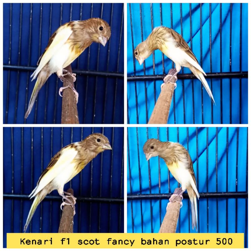 Jual burung kenari f1 SF scot fancy melengkung umur 2 bulanan Shopee(03)
