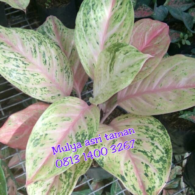 Tanaman aglaonema bidadari (remaja), tanaman aglonema bidadari