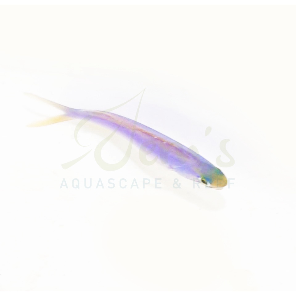 Jual Ikan Air Laut Exocet Bunglon (Flashing Tilefish) Shopee Indonesia