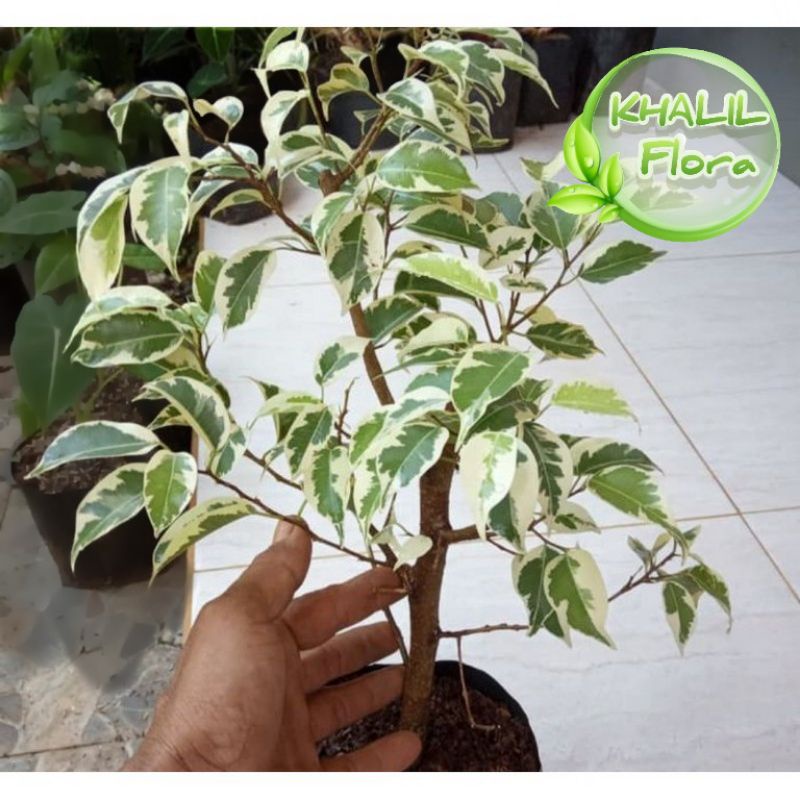 Jual Tanaman Beringin Putih / Pohon Beringin Varigata Bonsai Shopee(04)