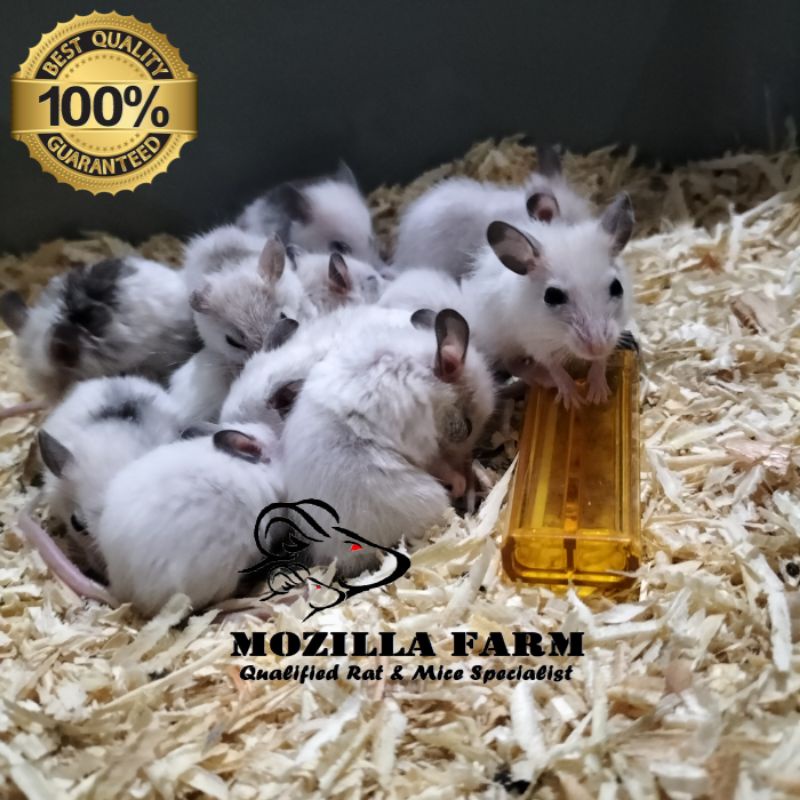 Jual Tikus Putih ASF Rat / African Soft Fur Rat Size Small ( 2130 Gr