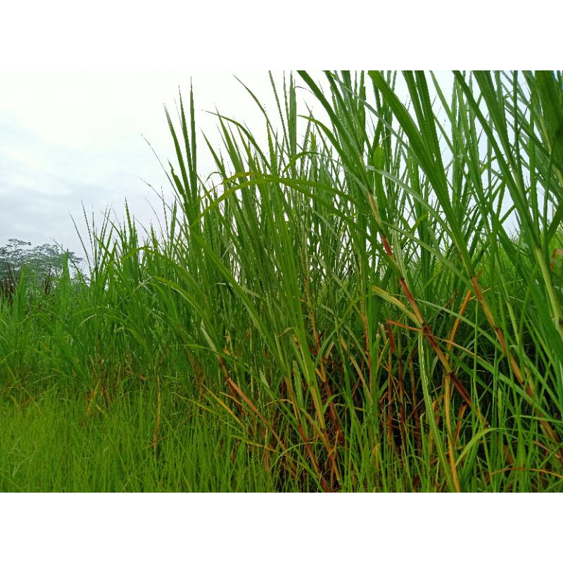 Jual BIBIT RUMPUT BIOGRASS BB BIOGEN 1 KG Shopee Indonesia