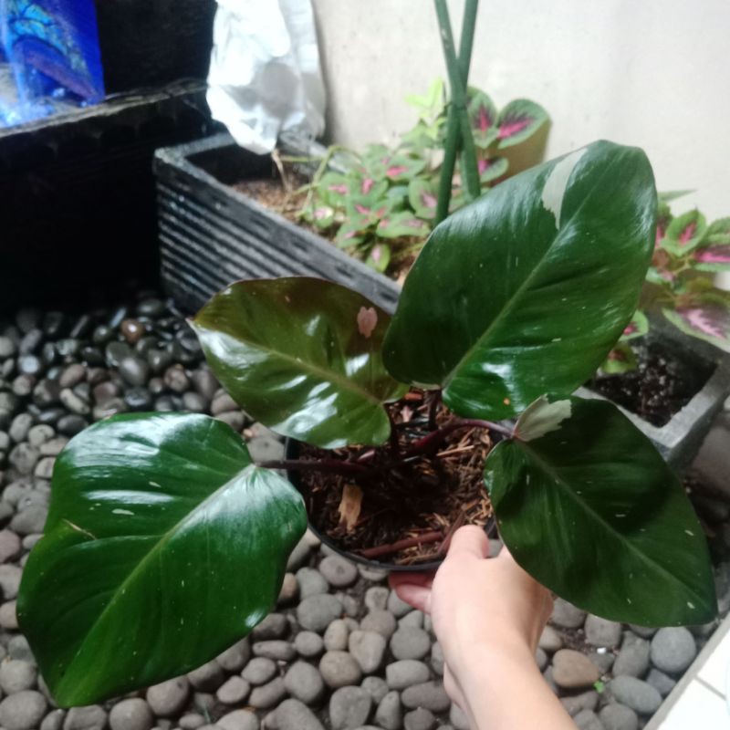 Jual philo pink princess Shopee Indonesia