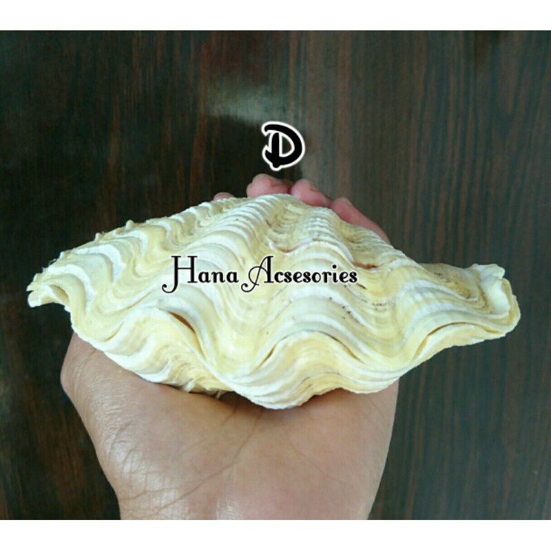 Jual Cangkang Kerang jinny atau kerang kima Shopee Indonesia