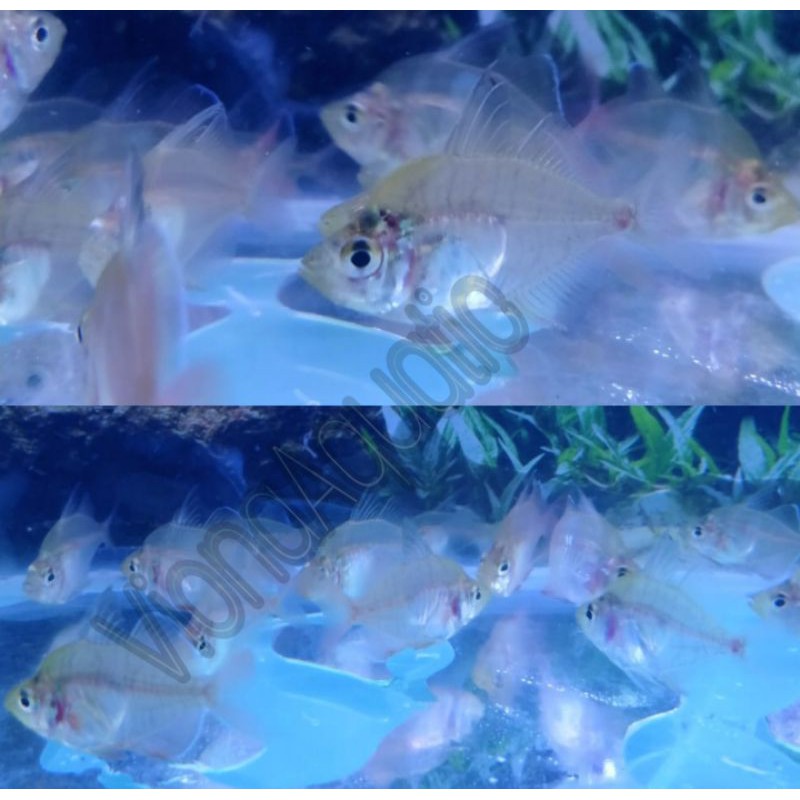 Jual Ikan KacaKaca Ambassis GlassFish Unik Kaca Kaca Glass Fish