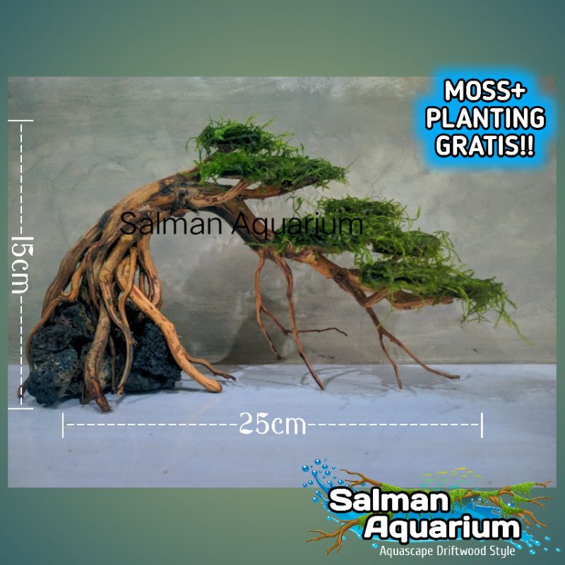Jual bonsai aquascape miring ke kanan hiasan pohon aquarium Shopee