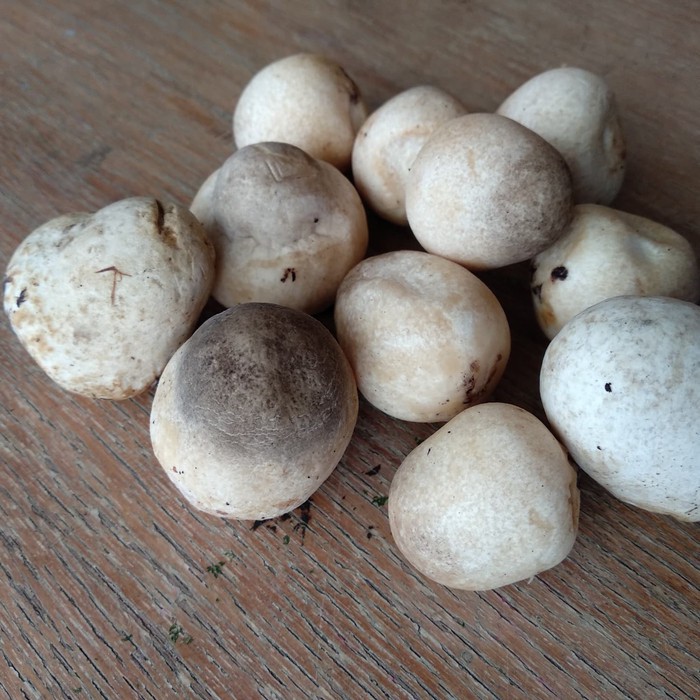 Jual Jamur Merang Shopee Indonesia