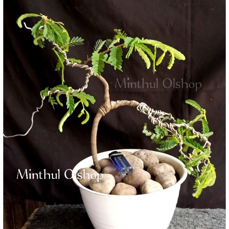 Jual Bonsai asem jawa dari biji gerak dasar sudah dikawat sesuai foto