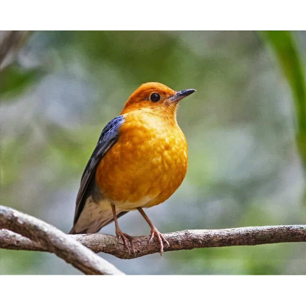 Jual Burung Anis Merah Macetan Shopee Indonesia(04)