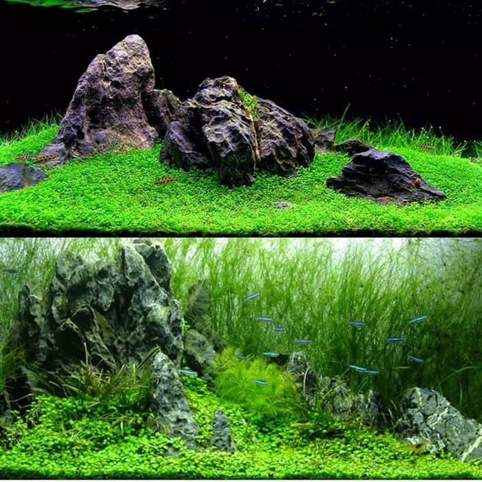 Jual Bibit Benih Small Leaf Grass Carpet Seed Aquascape Aquarium Plant
