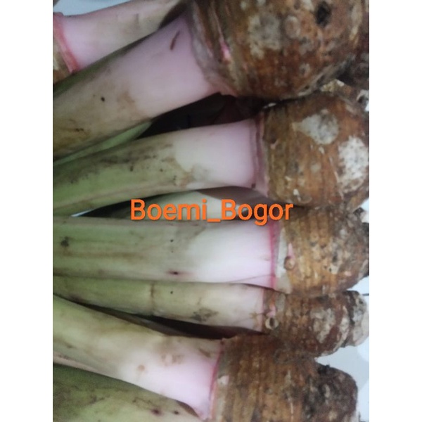 Jual Talas Bogor talas belitung umbi talas 5kg (special edition