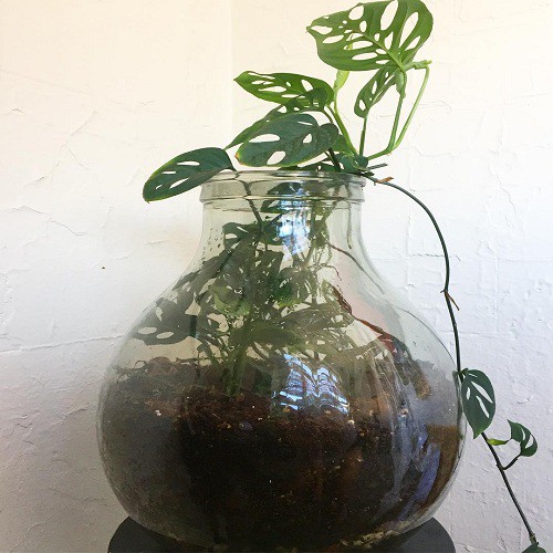 Jual PHILODENDRON SWISS ( Swiss Cheese Vine) Shopee Indonesia