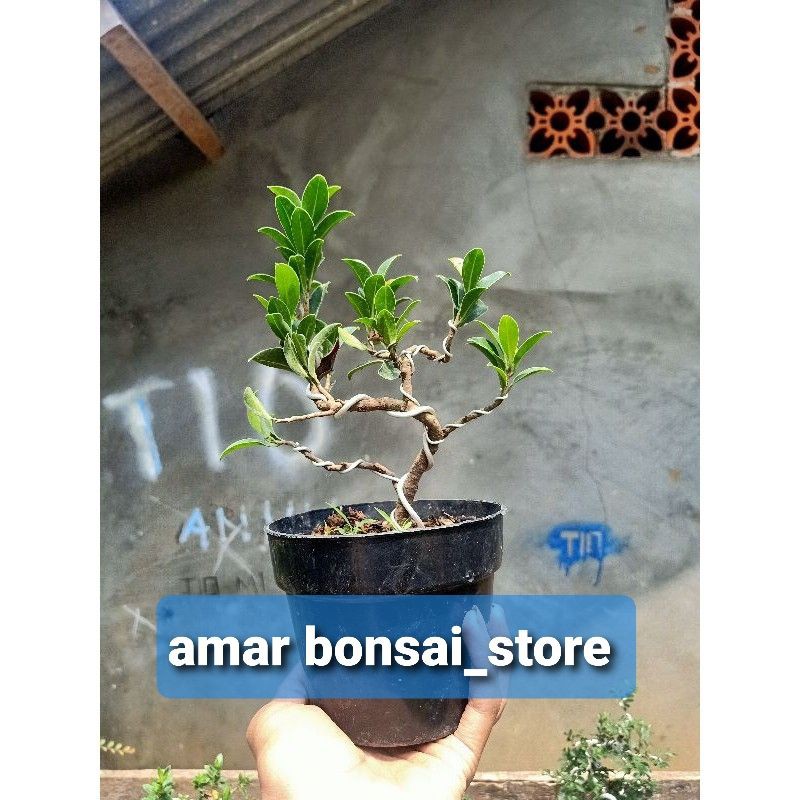 Jual bonsai beringin elegan tanaman Bonsai beringin Shopee Indonesia(04)