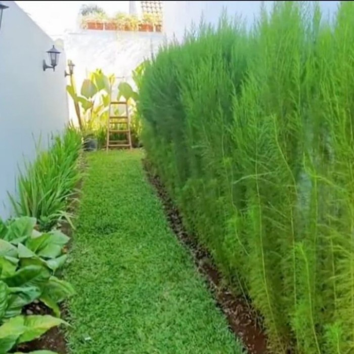 Jual Tanaman Hias pagar Adas Shopee Indonesia