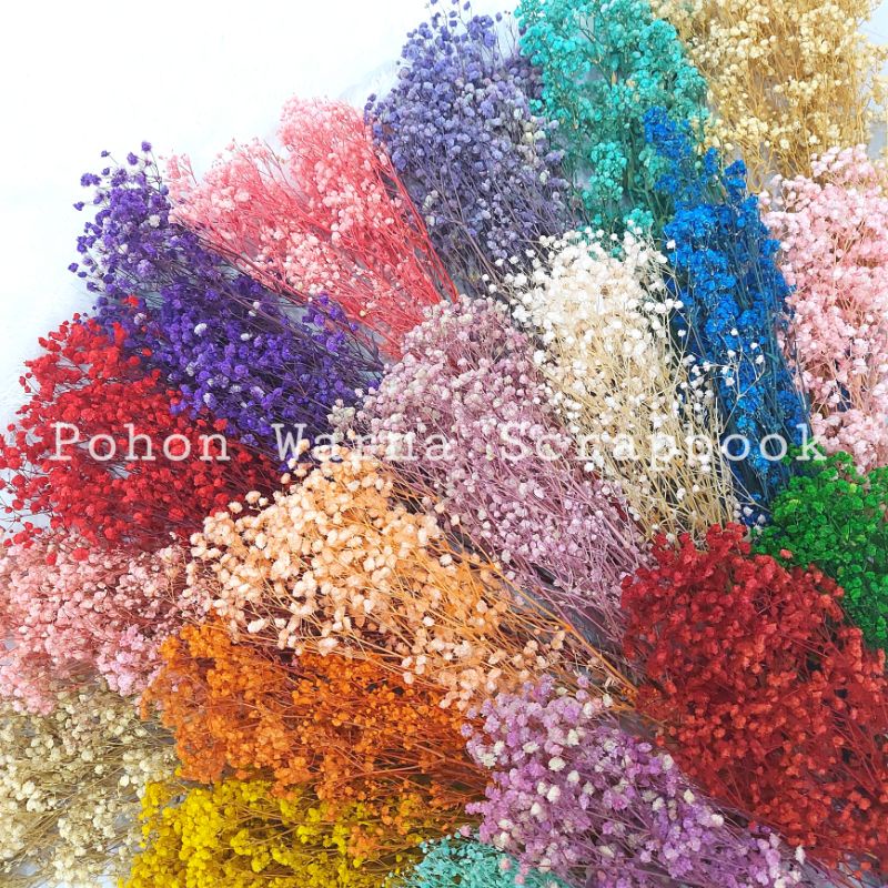 Jual (ECER) Preserved Dried Baby Breath Flower Bunga Kering Baby