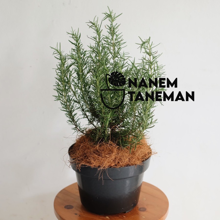 Jual Nanem Taneman Rosemary Tanaman Herbs Shopee Indonesia(03)
