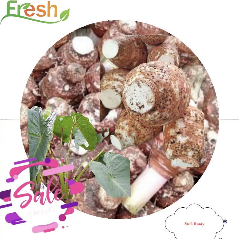 Jual jual umbi talas bogor asli talas besar premium pulen per 1 pics