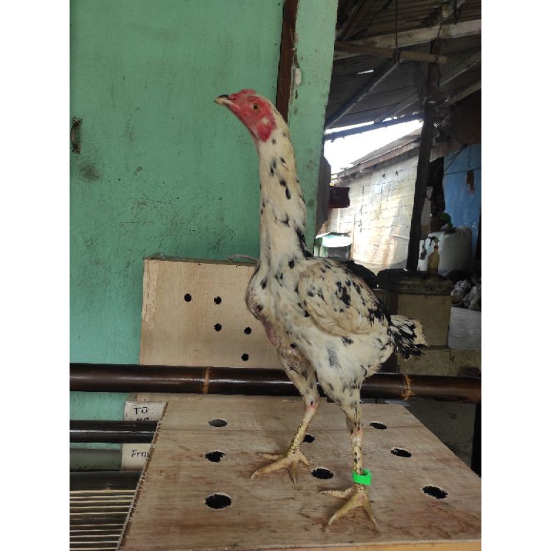 Jual Ayam indukan Birma Bangkok ukuran besar Shopee Indonesia