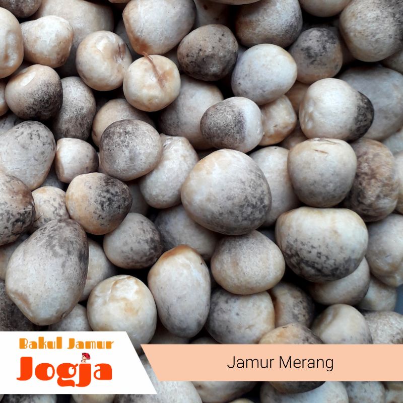Jual JAMUR MERANG SEGAR (500 gram) Shopee Indonesia
