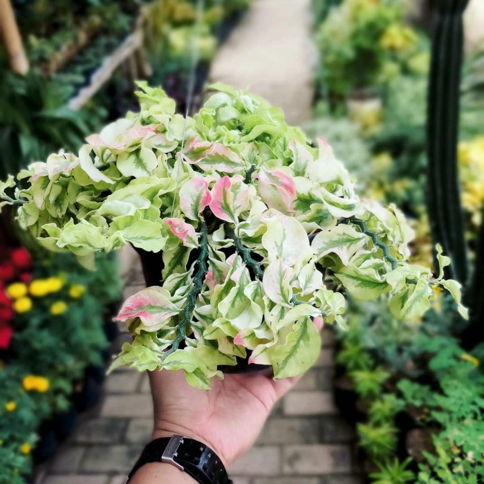 Jual Tanaman hias Hoya Curly patah tulang pohon patah tulang Hoya