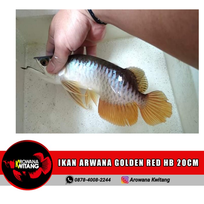 Jual TERMURAH IKAN ARWANA IKAN ARWANA GOLDEN RED GOLDEN HB SIZE 20CM