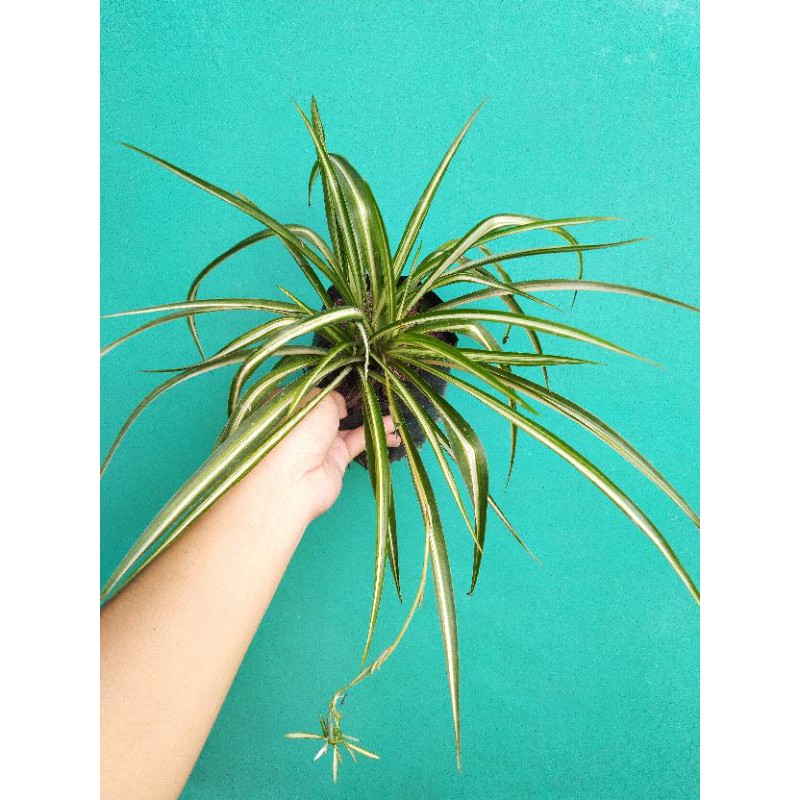 Jual Spider Plant / Chlorophytum Comosum Shopee Indonesia