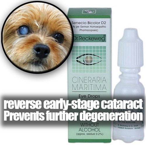 Jual CINERARIA MARITIMA Tetes Mata untuk KATARAK CATARACT EYE DROP