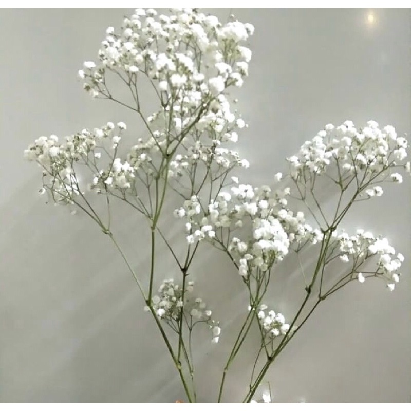 Jual Fresh Gypsophila paniculata / Bunga Baby Breath Shopee Indonesia