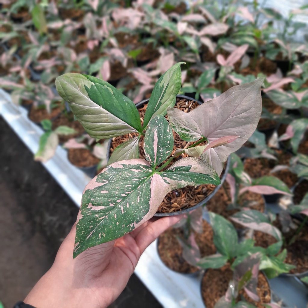 Jual Bunga syngonium pink splash/ syngonium pink splash/ tanaman hias