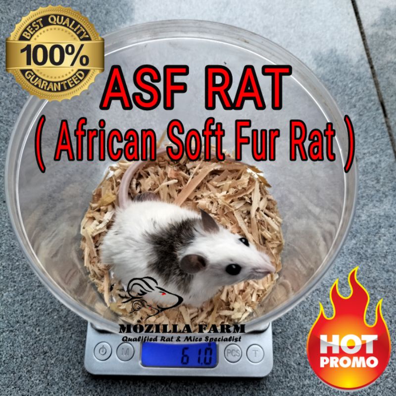 Jual ASF Rat / African Soft Fur Rat Size XL ( 5170 Gram ) Shopee