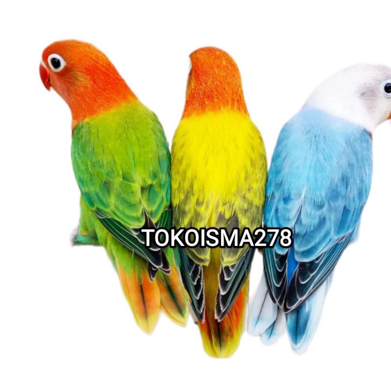 Jual BURUNG LOVEBIRD ORDER HARUS PAKEK KURIR/INSTANT Shopee Indonesia