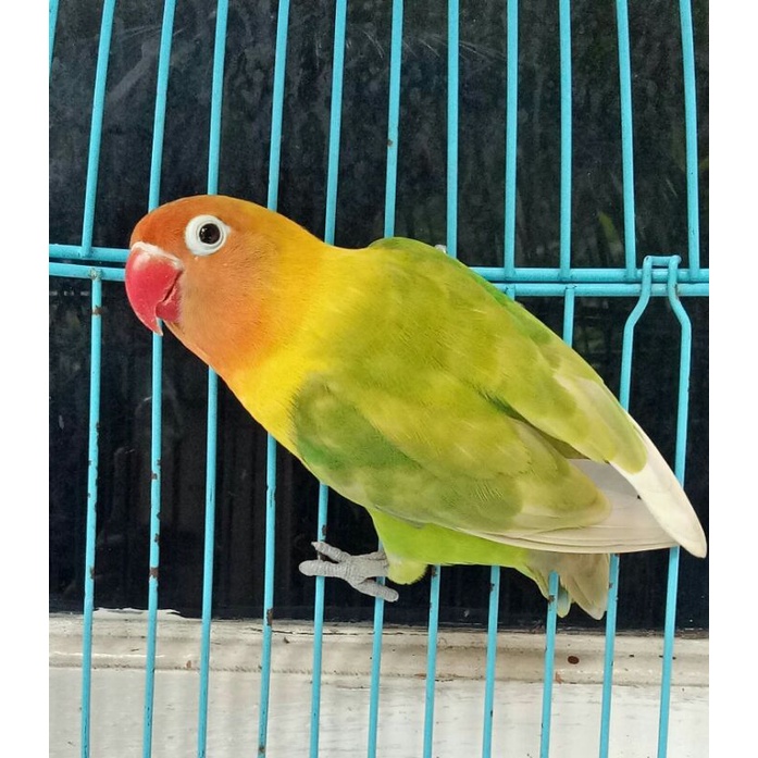Jual Burung Lovebird Murah Shopee Indonesia(03)