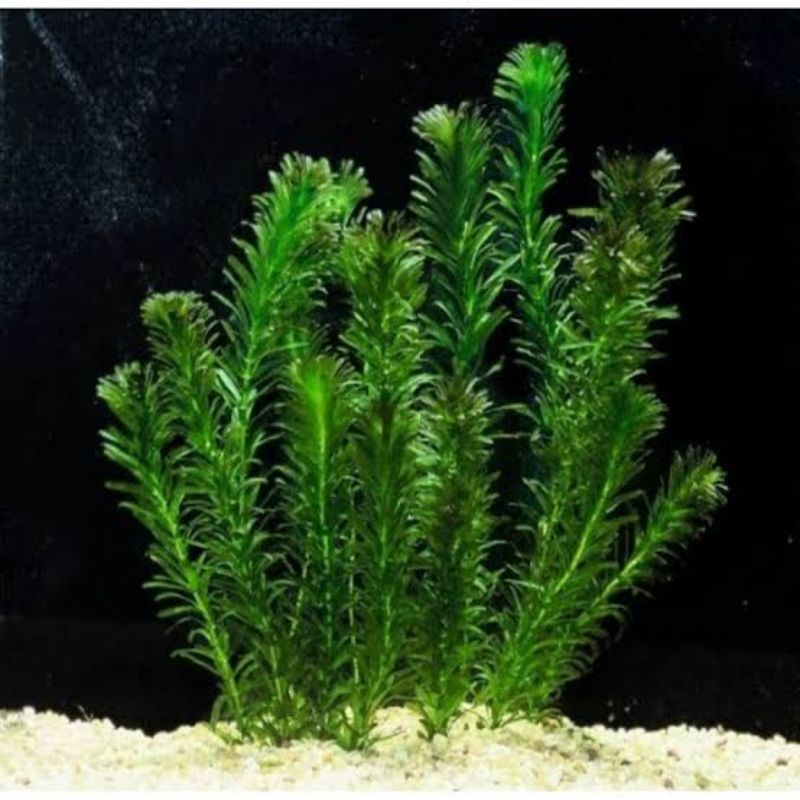 Jual hiasan aquarium tanaman air ganggang hydrilla Shopee Indonesia