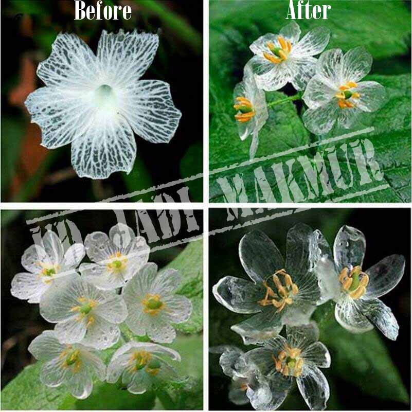 Jual 2 biji benih bunga tengkorak transparan skeleton flower seeds