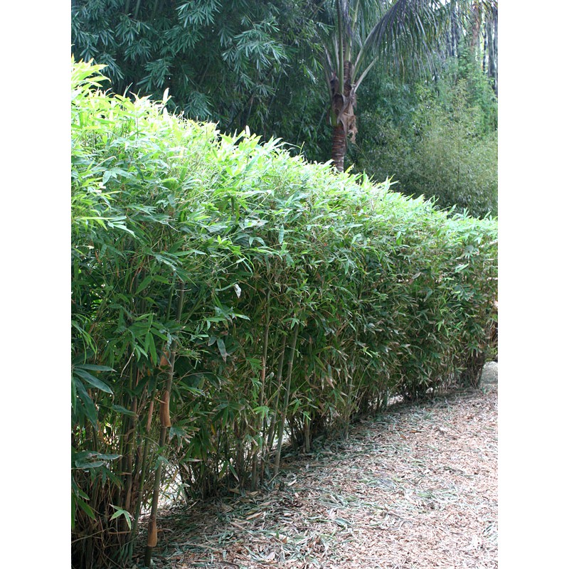 Jual Bibit bambu pagar (cina) / Bambusa multiplex 'Green Hedge' / bambu