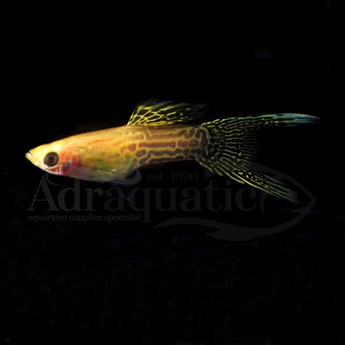 Jual (INSTANT BANDUNG) IKAN HIAS GUPPY YELLOW LACE DOUBLE SWORD AIR