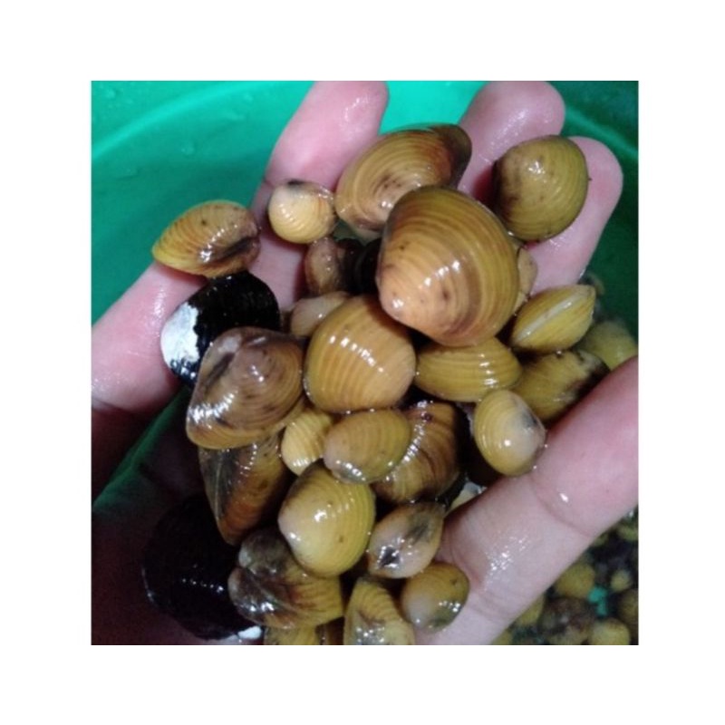 Jual Remis/laya hidup/kerang sawah hidup 1kg obat alami penyakit LIVER