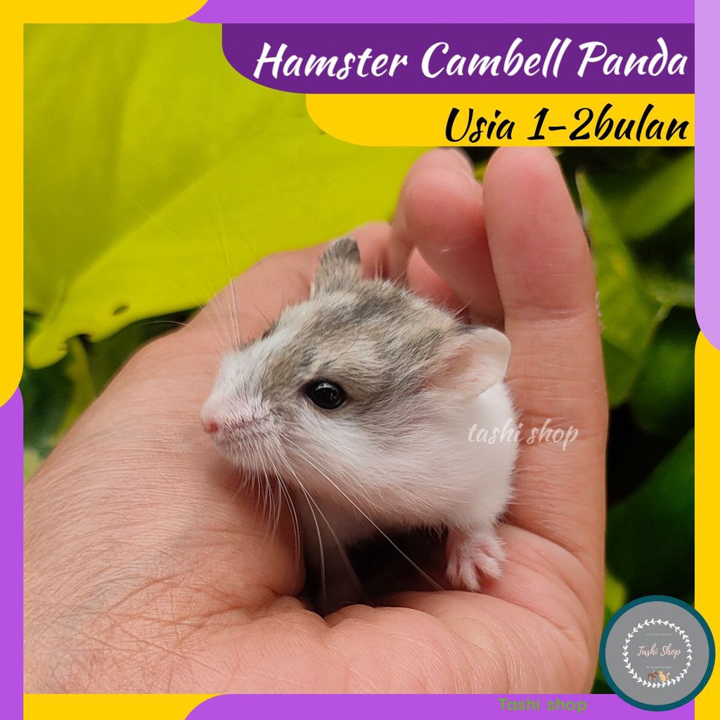Jual Khusus Gosend Jogja Hiasan Aquarium Hamster Cambel Campbell