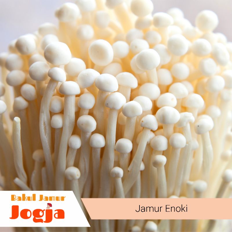 Jual JAMUR ENOKI SEGAR (100 gram) Shopee Indonesia