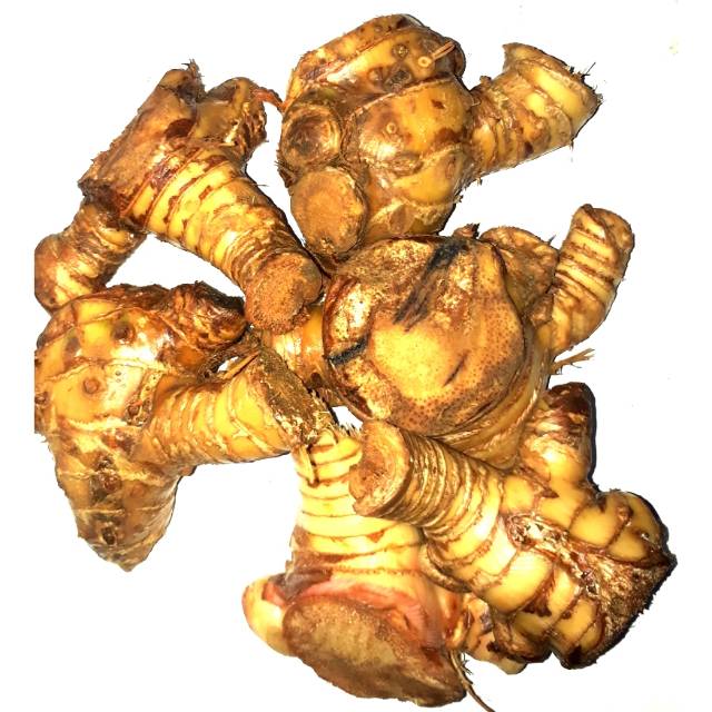 Jual Lengkuas Hutan Laja gowah segar 1 kg Shopee Indonesia